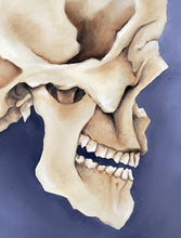 Load image into Gallery viewer, Profile Skull Study East
