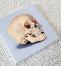Load image into Gallery viewer, Skull Study
